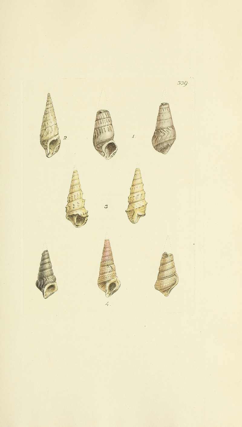 James Sowerby - The mineral conchology of Great Britain Pl.229