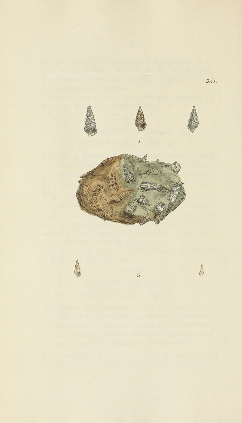 James Sowerby - The mineral conchology of Great Britain Pl.231