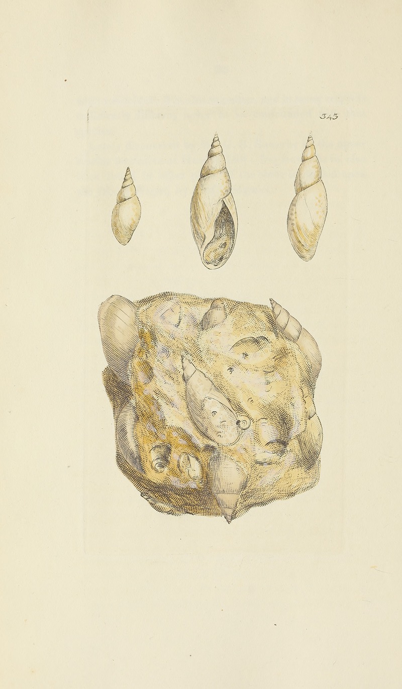 James Sowerby - The mineral conchology of Great Britain Pl.232