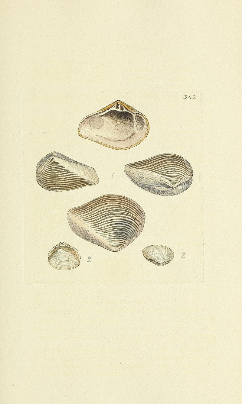 James Sowerby - The mineral conchology of Great Britain Pl.234
