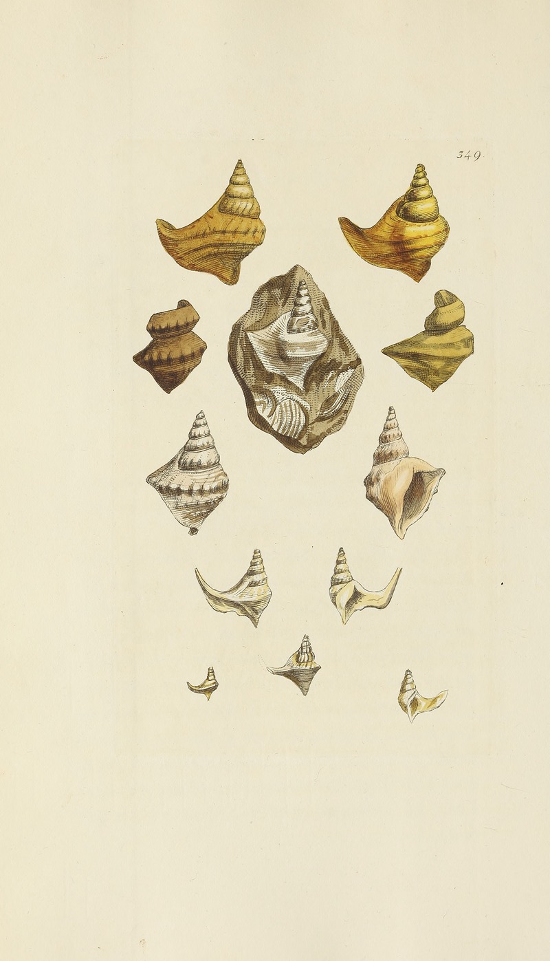 James Sowerby - The mineral conchology of Great Britain Pl.238
