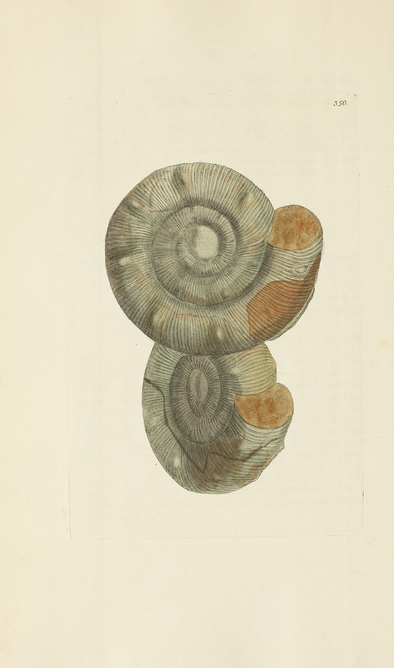 James Sowerby - The mineral conchology of Great Britain Pl.239