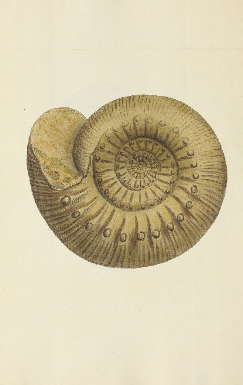 James Sowerby - The mineral conchology of Great Britain Pl.240