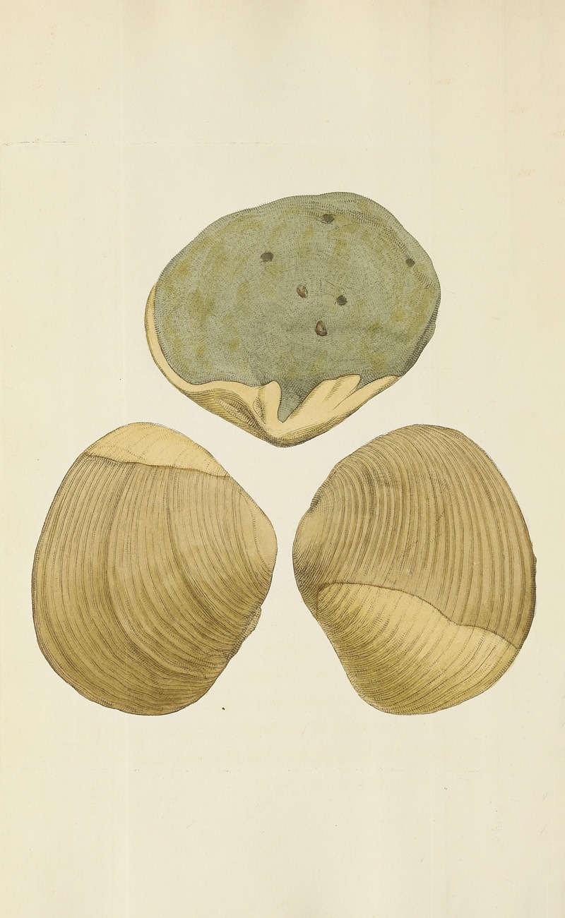 James Sowerby - The mineral conchology of Great Britain Pl.241