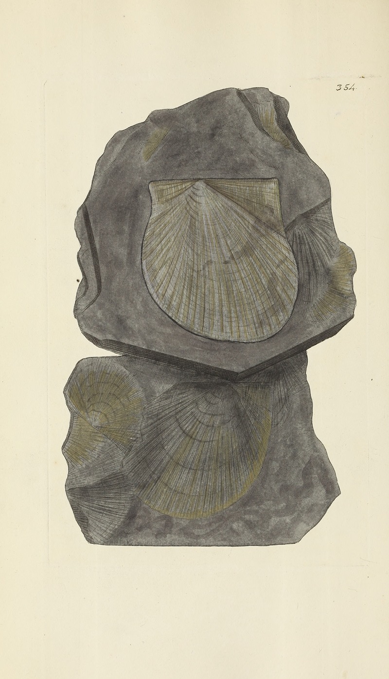 James Sowerby - The mineral conchology of Great Britain Pl.242