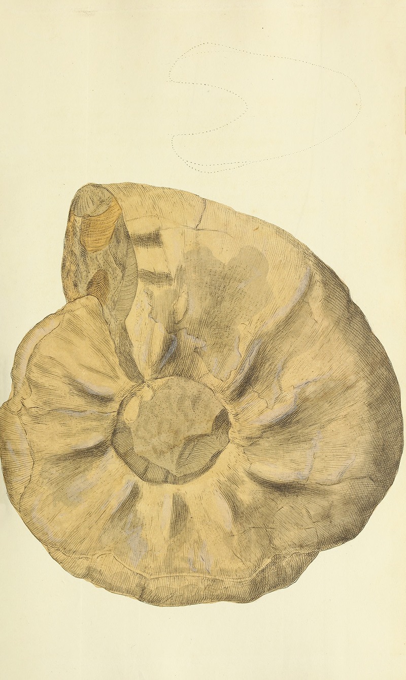 James Sowerby - The mineral conchology of Great Britain Pl.245