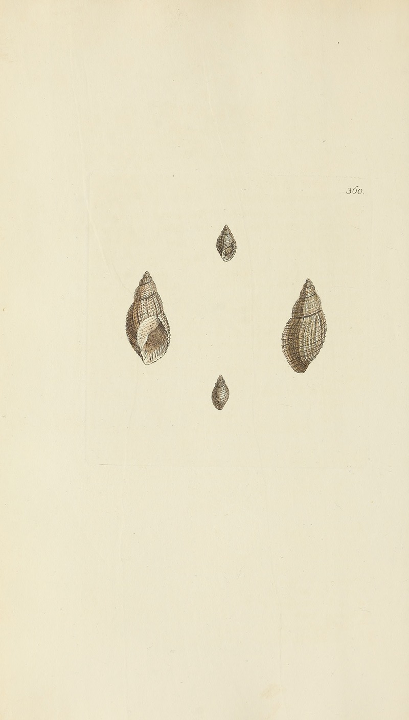 James Sowerby - The mineral conchology of Great Britain Pl.246
