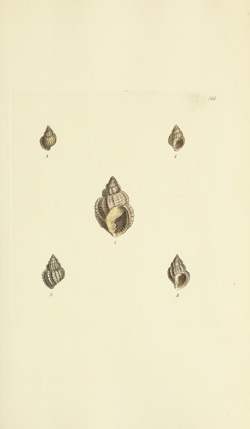 James Sowerby - The mineral conchology of Great Britain Pl.247