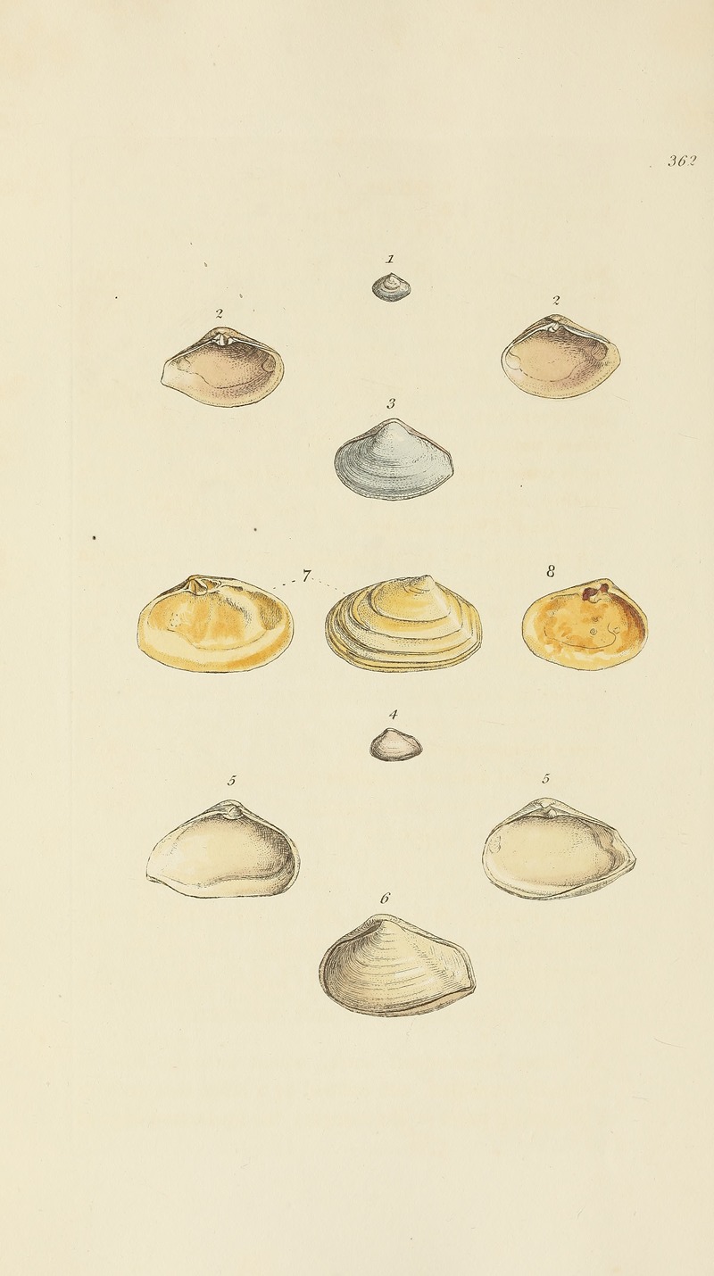 James Sowerby - The mineral conchology of Great Britain Pl.248