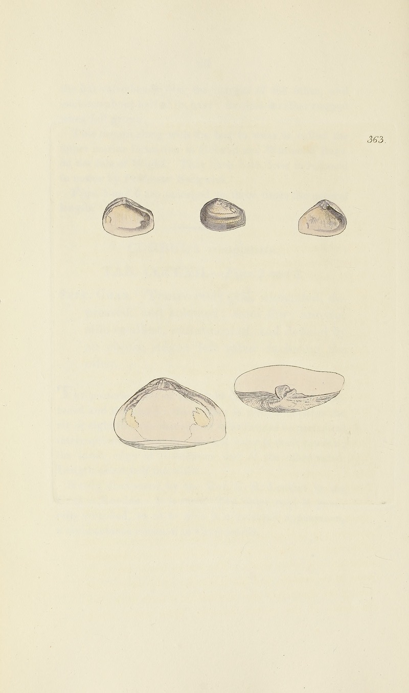 James Sowerby - The mineral conchology of Great Britain Pl.249