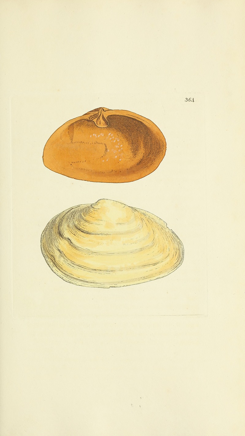 James Sowerby - The mineral conchology of Great Britain Pl.250