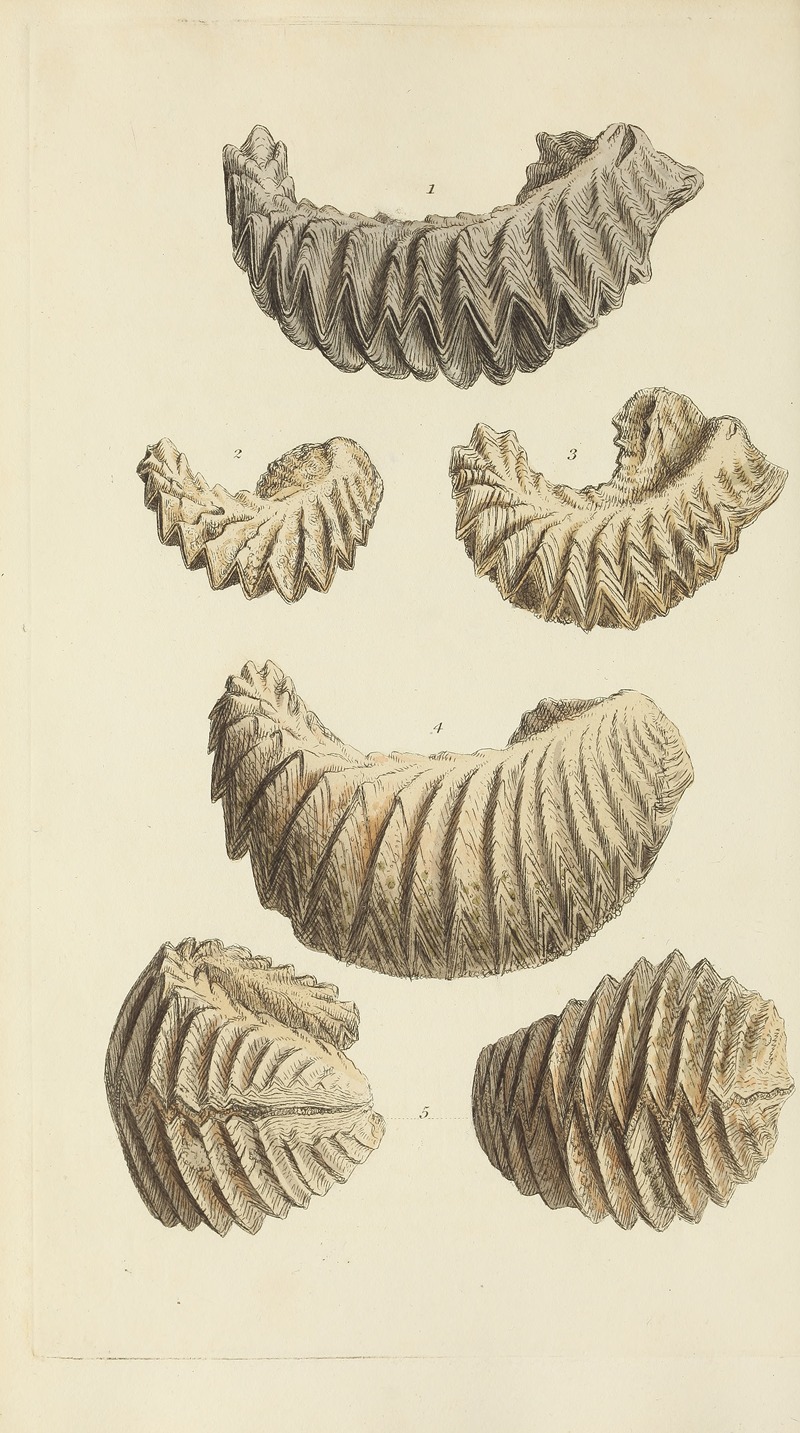James Sowerby - The mineral conchology of Great Britain Pl.251