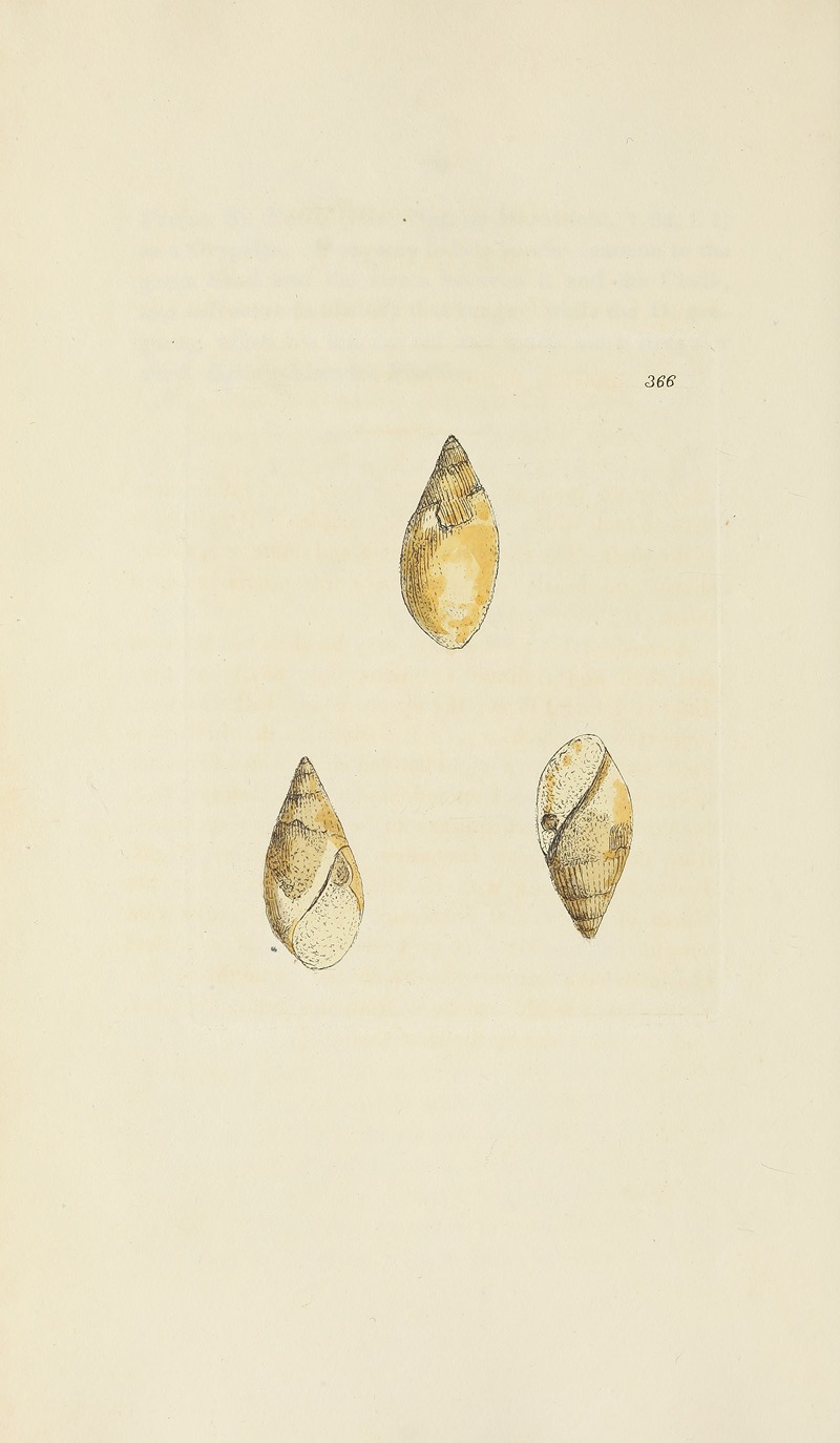 James Sowerby - The mineral conchology of Great Britain Pl.252