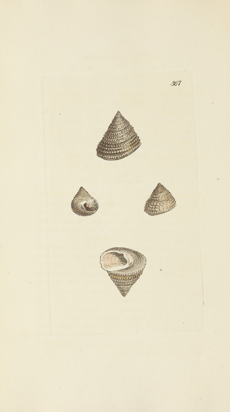 James Sowerby - The mineral conchology of Great Britain Pl.253