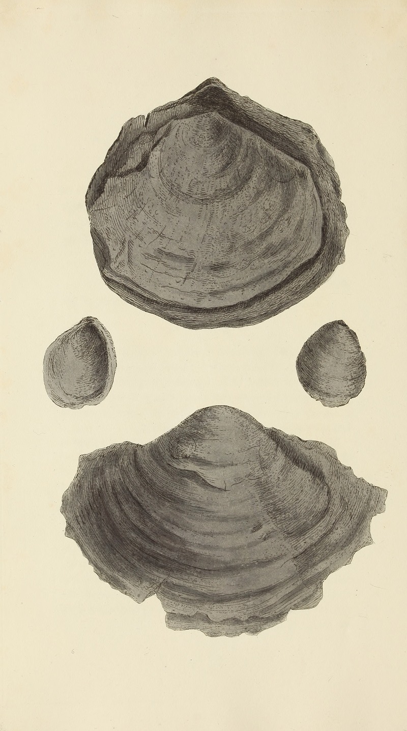 James Sowerby - The mineral conchology of Great Britain Pl.254