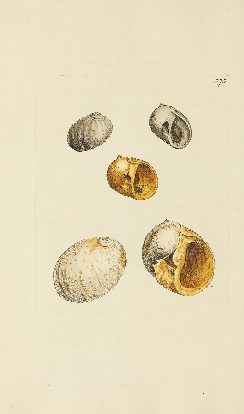 James Sowerby - The mineral conchology of Great Britain Pl.259