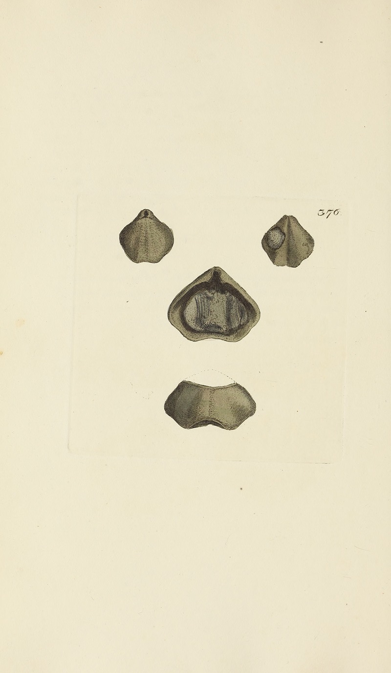 James Sowerby - The mineral conchology of Great Britain Pl.262