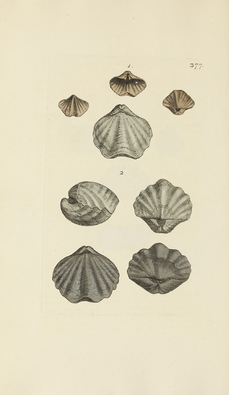James Sowerby - The mineral conchology of Great Britain Pl.263