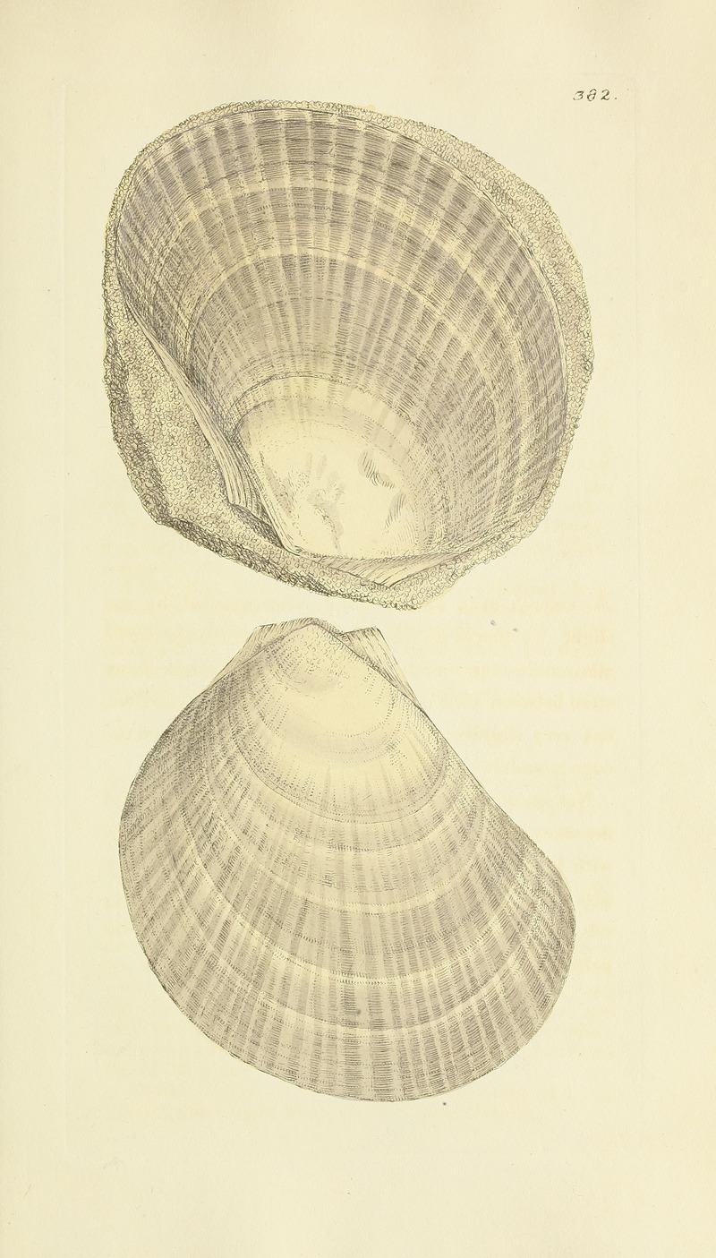 James Sowerby - The mineral conchology of Great Britain Pl.268