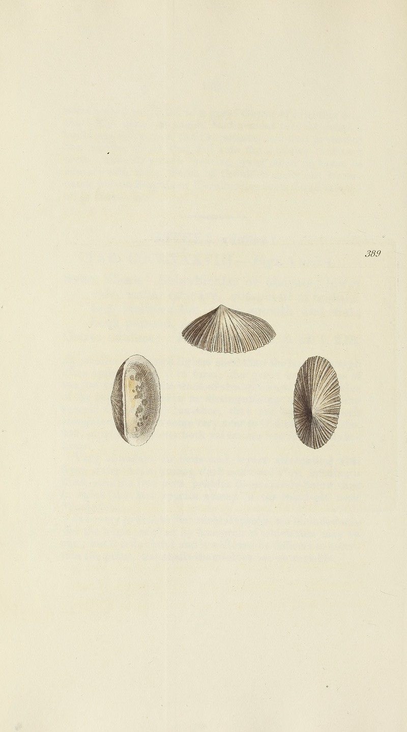 James Sowerby - The mineral conchology of Great Britain Pl.273