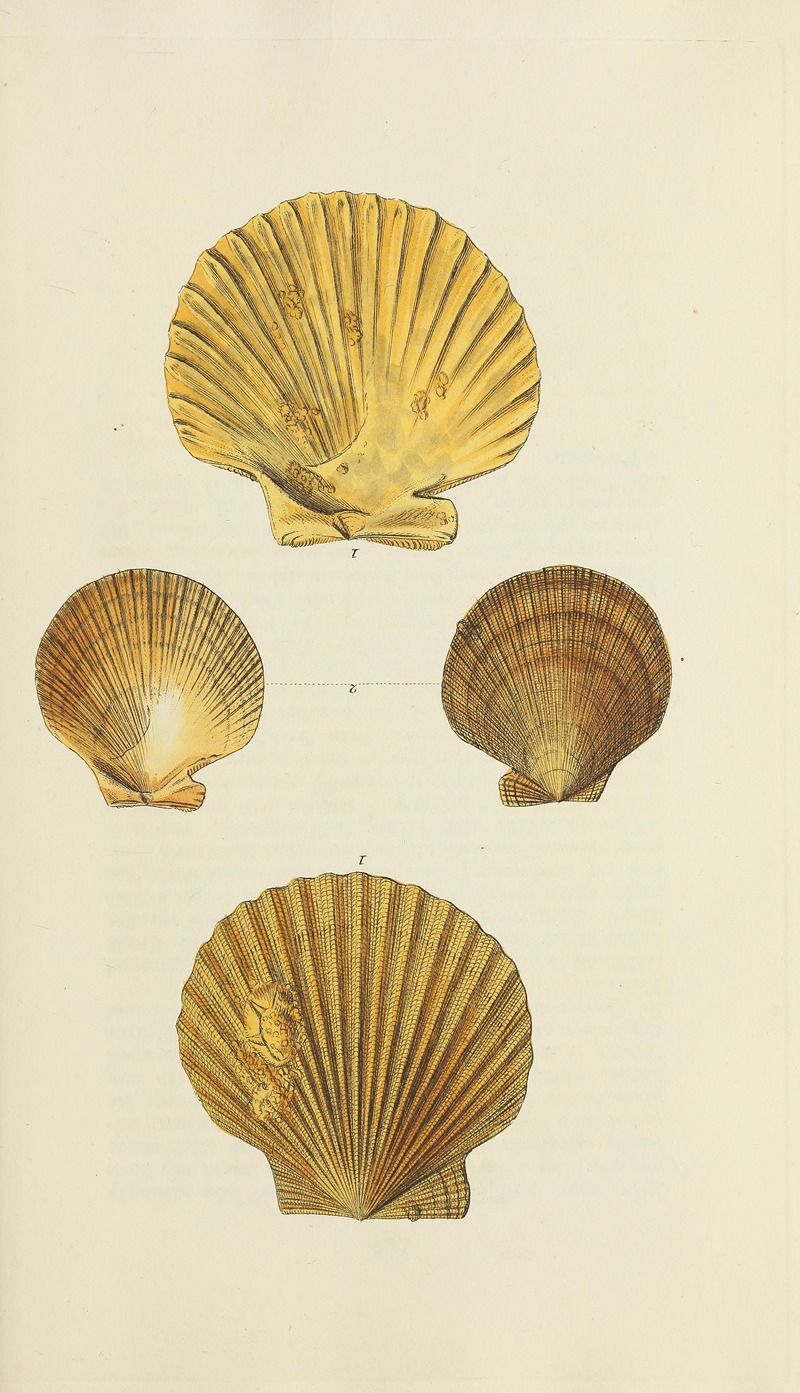 James Sowerby - The mineral conchology of Great Britain Pl.277
