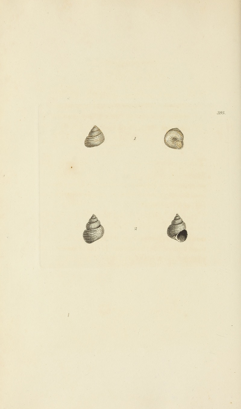James Sowerby - The mineral conchology of Great Britain Pl.279