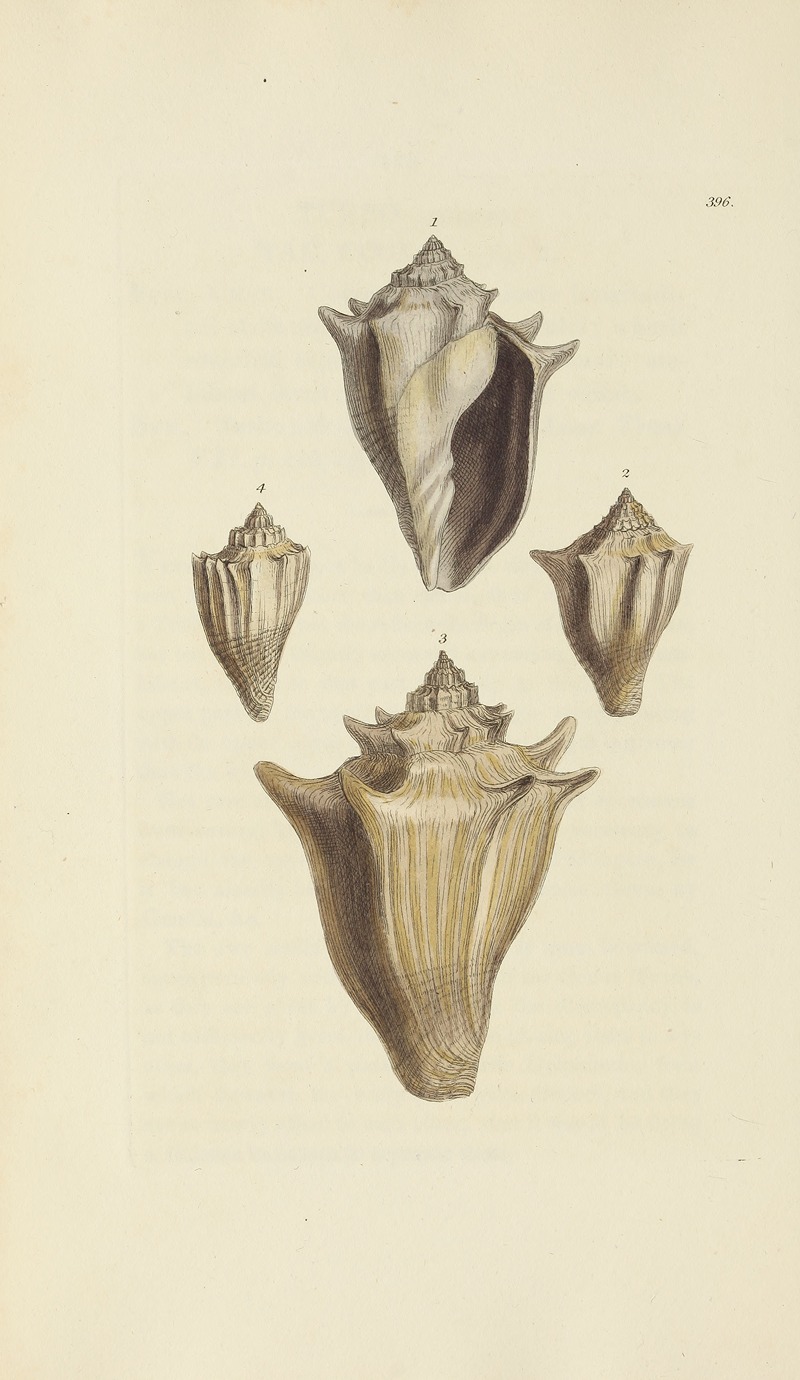 James Sowerby - The mineral conchology of Great Britain Pl.280
