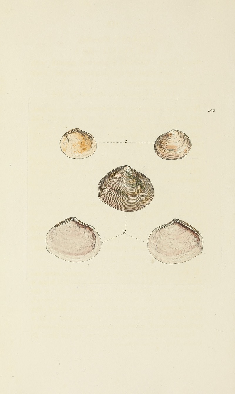 James Sowerby - The mineral conchology of Great Britain Pl.286