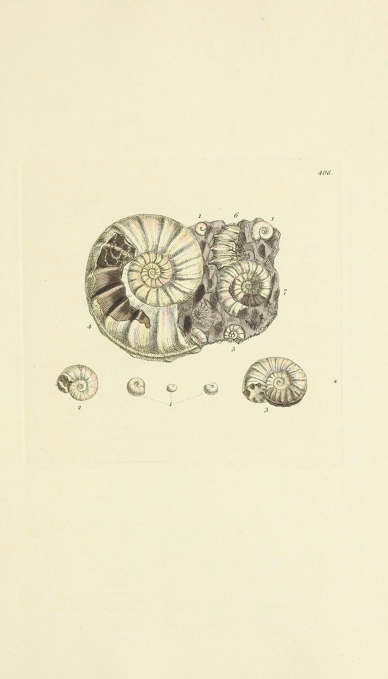 James Sowerby - The mineral conchology of Great Britain Pl.291