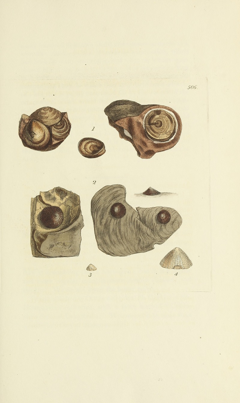 James Sowerby - The mineral conchology of Great Britain Pl.294