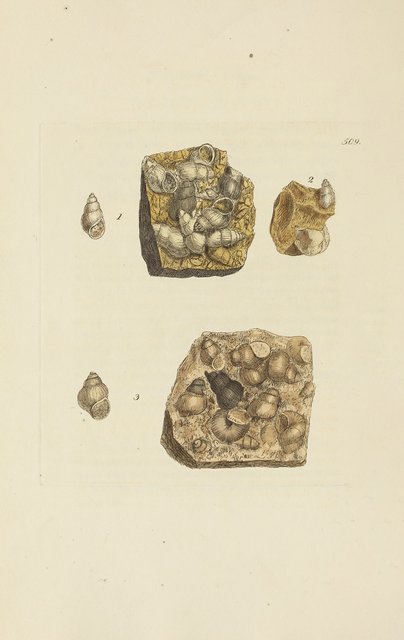 James Sowerby - The mineral conchology of Great Britain Pl.297