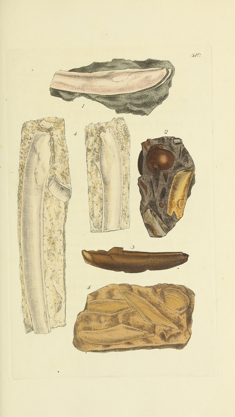 James Sowerby - The mineral conchology of Great Britain Pl.298