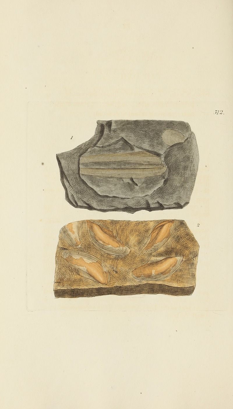 James Sowerby - The mineral conchology of Great Britain Pl.300