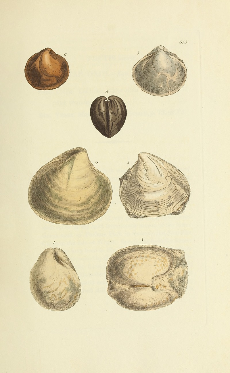 James Sowerby - The mineral conchology of Great Britain Pl.301