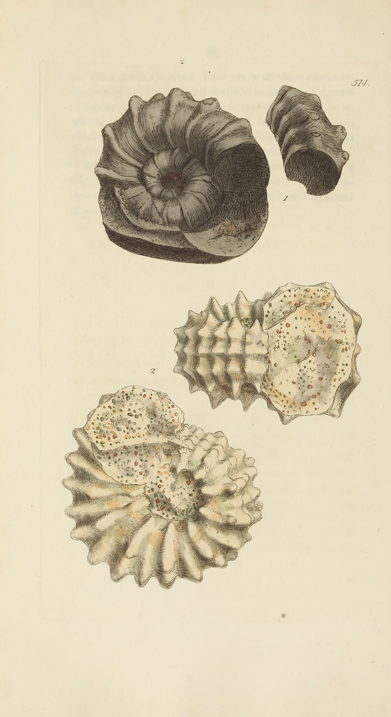 James Sowerby - The mineral conchology of Great Britain Pl.302
