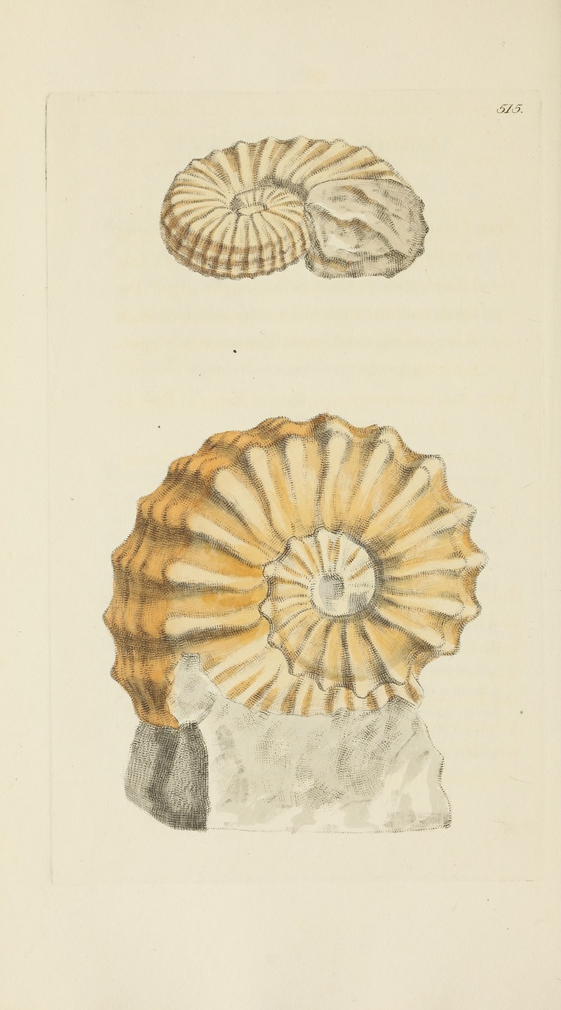 James Sowerby - The mineral conchology of Great Britain Pl.303