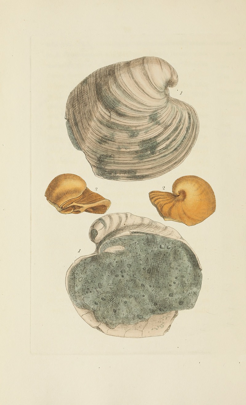 James Sowerby - The mineral conchology of Great Britain Pl.304