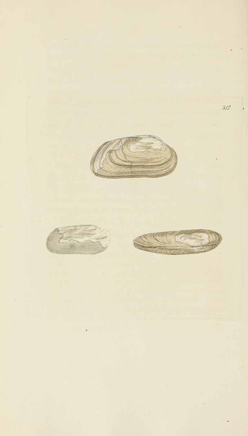 James Sowerby - The mineral conchology of Great Britain Pl.305