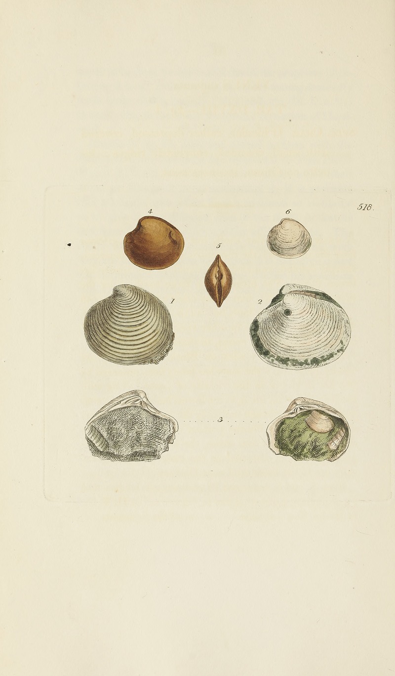 James Sowerby - The mineral conchology of Great Britain Pl.306