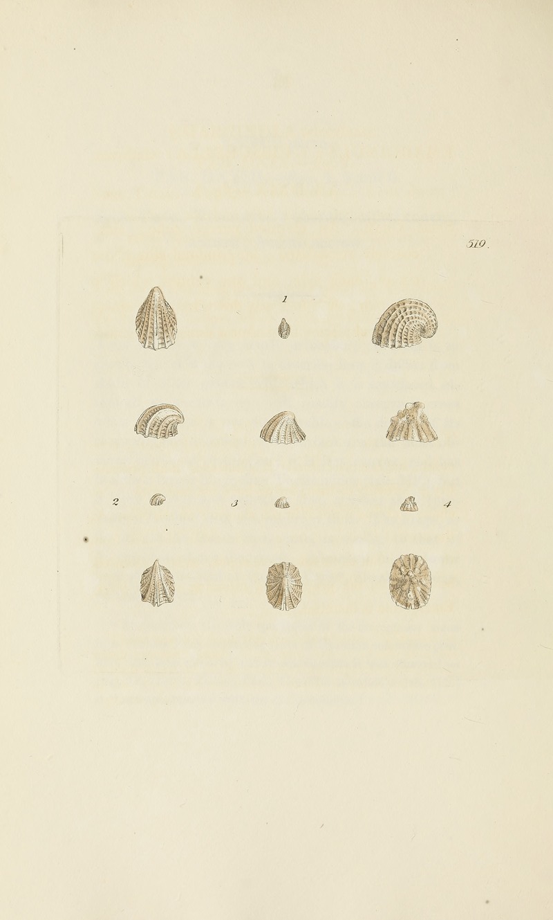 James Sowerby - The mineral conchology of Great Britain Pl.307