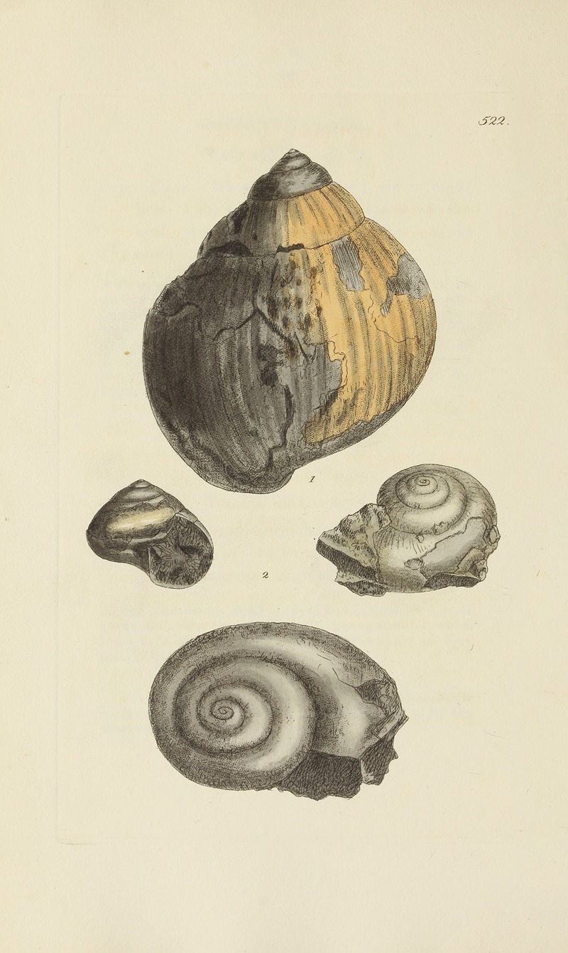 James Sowerby - The mineral conchology of Great Britain Pl.310