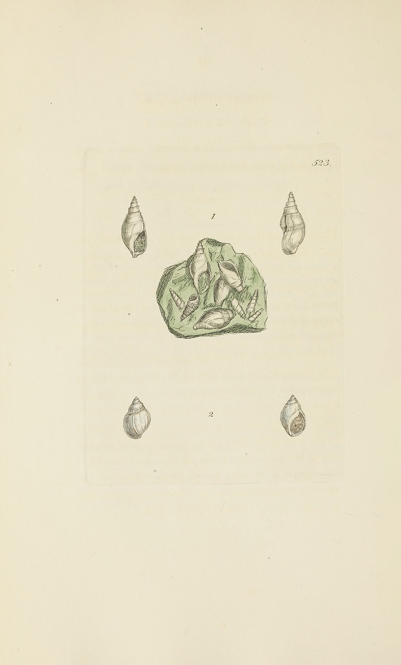 James Sowerby - The mineral conchology of Great Britain Pl.311