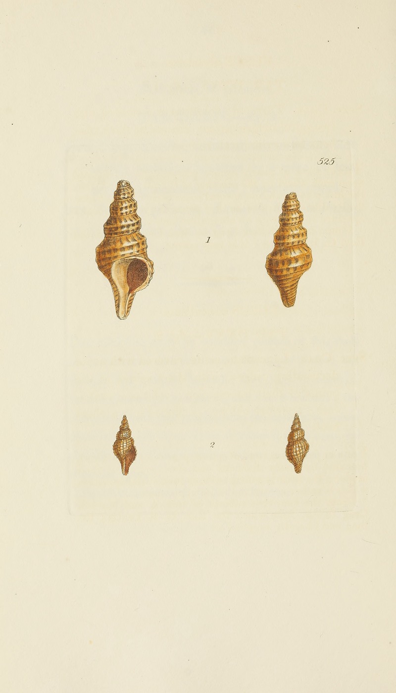 James Sowerby - The mineral conchology of Great Britain Pl.313