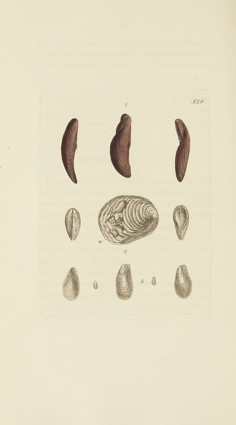 James Sowerby - The mineral conchology of Great Britain Pl.314