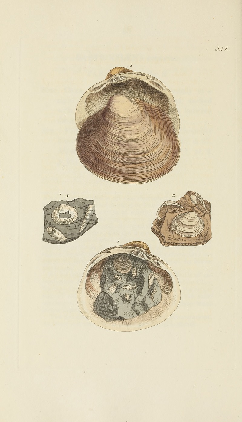 James Sowerby - The mineral conchology of Great Britain Pl.315