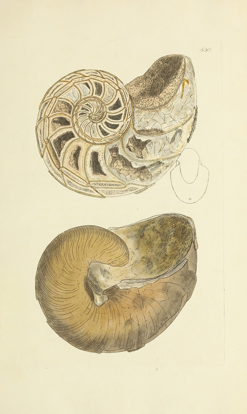 James Sowerby - The mineral conchology of Great Britain Pl.318