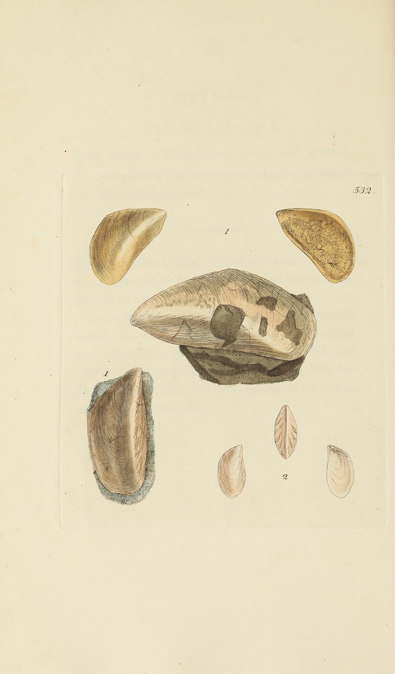 James Sowerby - The mineral conchology of Great Britain Pl.320