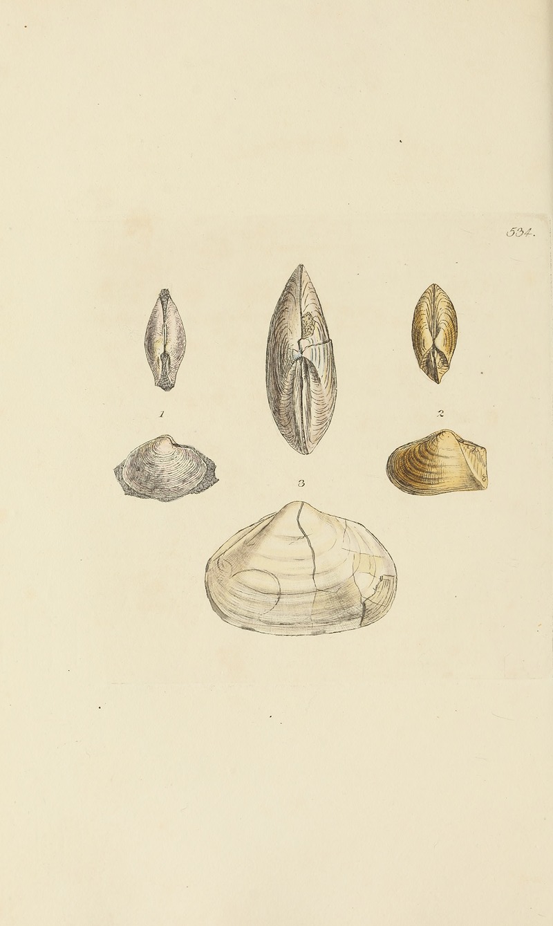 James Sowerby - The mineral conchology of Great Britain Pl.322