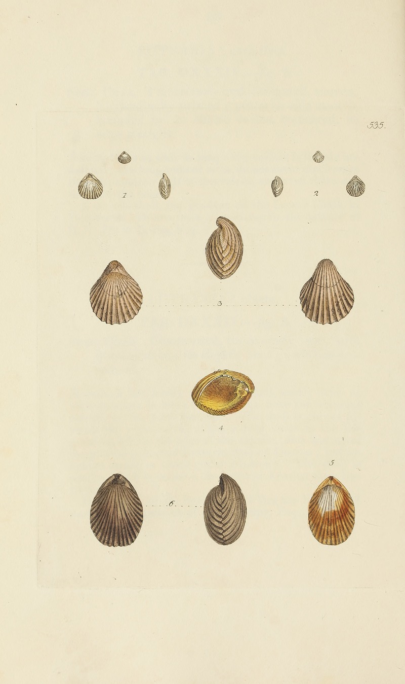 James Sowerby - The mineral conchology of Great Britain Pl.323