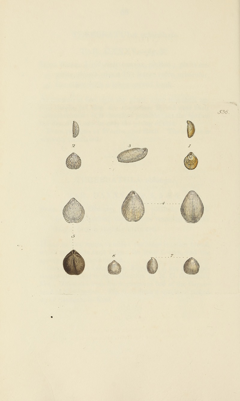 James Sowerby - The mineral conchology of Great Britain Pl.324